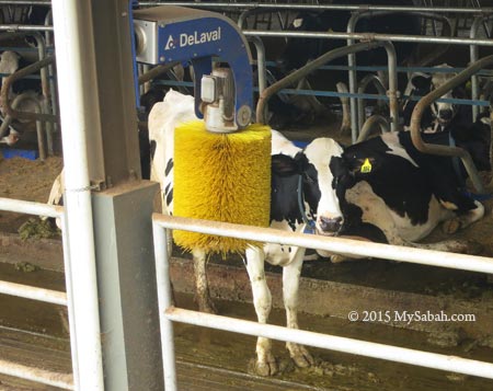 cow enjoying rotating cow brush