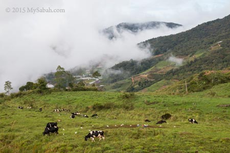 cows grazing in pasture of Desa Dairy Farm