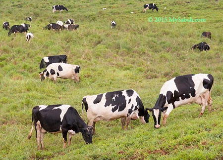 milk cows of Desa Dairy Farm
