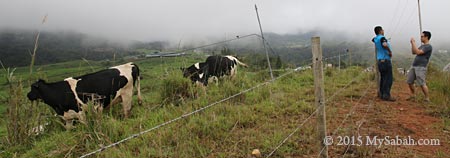 tourists taking photos with cows