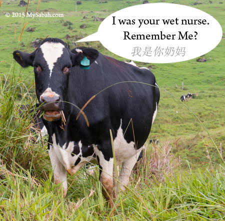 milk cow as wet nurse