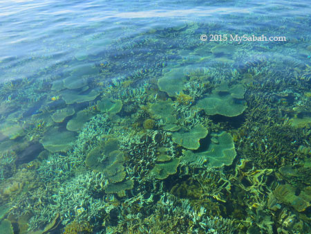 corals in the crystal clear water
