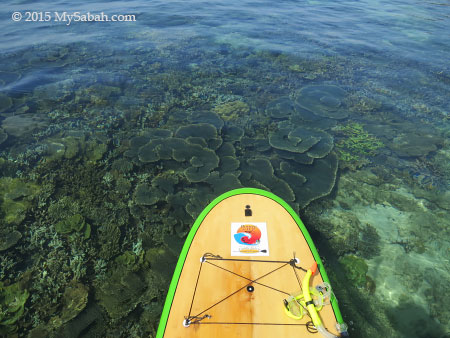 view of corals from Stand Up Paddle Board