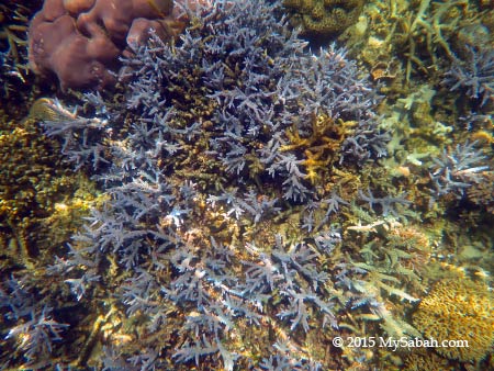 staghorn corals