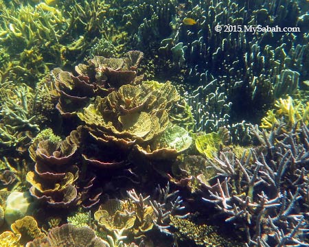 yellow spiral corals