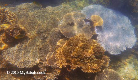 table corals