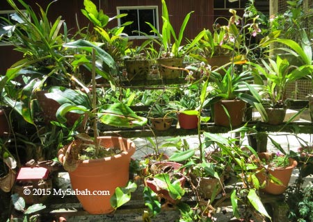 orchid and pitcher plant in flower pot