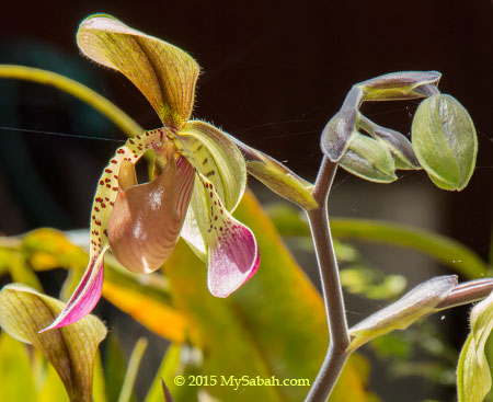 Low's slipper orchid (Paphiopedilum lowii)
