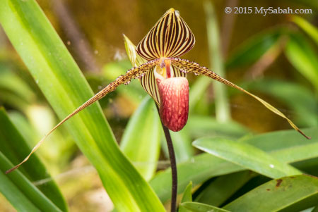 Rotchcild's Slipper Orchid (Paphiopedilum rothschildianum)