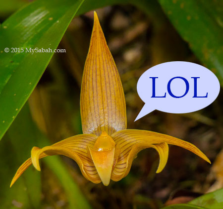Laughing Orchid (Bulbophyllum lobbii)