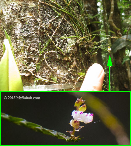 pinhead orchid (Podochilus tenuis)