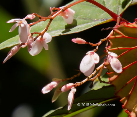 flower of Begonia