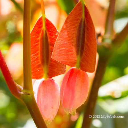 Begonia sp.