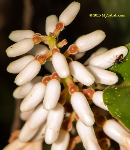 flower buds of ginger