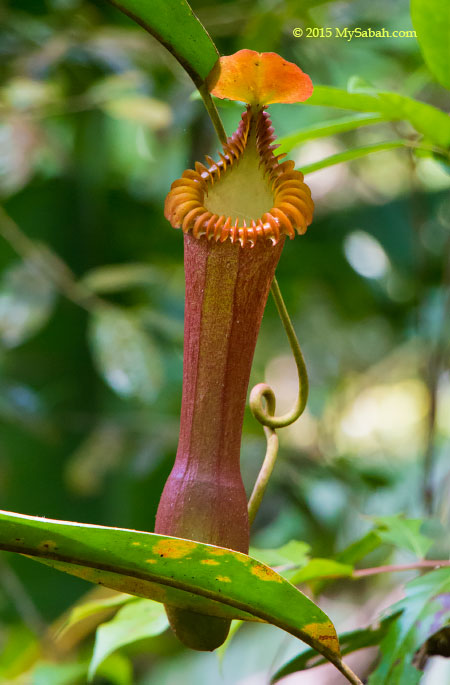 hybrid of Nepenthes lowii and Nepenthes edwardsiana