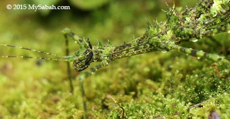 mossy stick insect