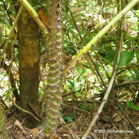 thorny rattan