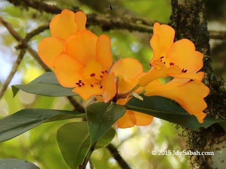 yellow flower of Rhododendron