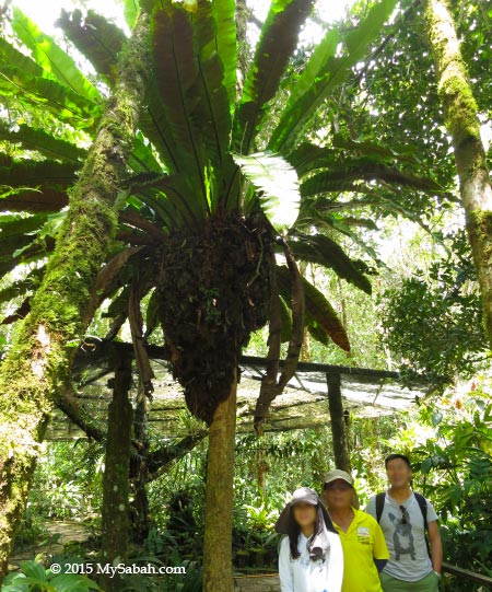 Bird Nest Fern / Crown Fern