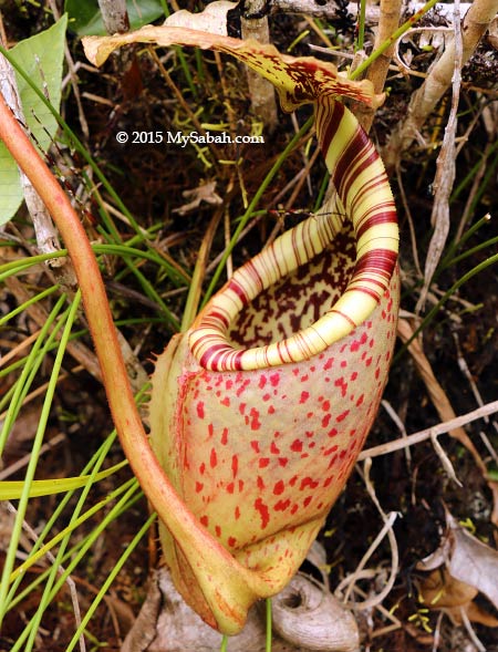 Nepenthes burbidgeae