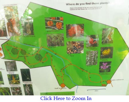 layout map of Botanical Garden in Kinabalu Park