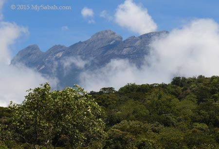 Mount Kinabalu and forest