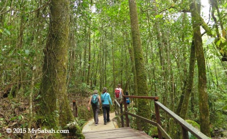 trees in Mt. Kinabalu Botanical Garden