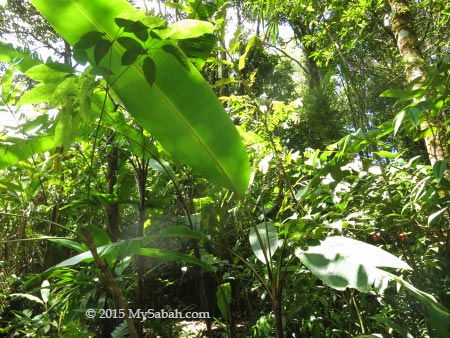 wild banana tree