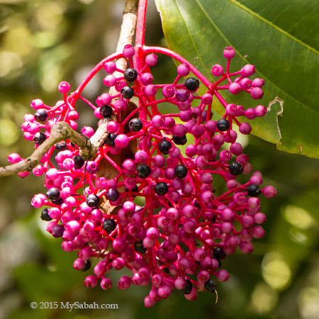 fruits of Medinilla Speciosa