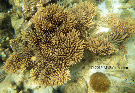 coral of Manukan Island