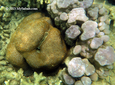 brain coral