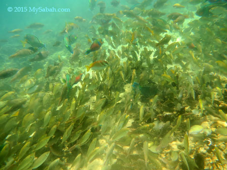 fishes in Manukan Island