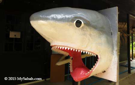 shark head photo booth