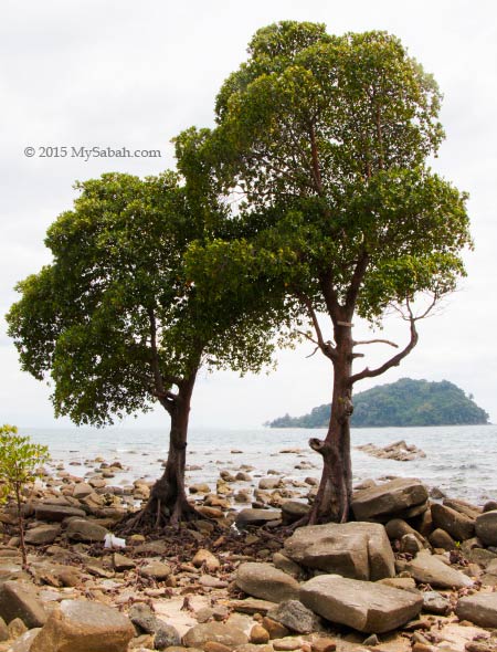 rare mangrove tree Bruguiera hainesii