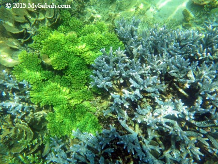 corals of Pulau Sapi