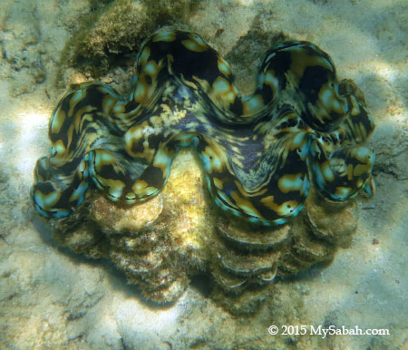 giant clam in Sapi Island