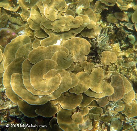 coral in Pulau Sapi