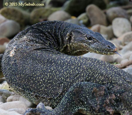 monitor lizard