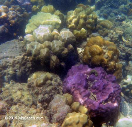 boulder corals