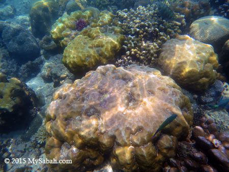 snorkelling in Mamutik