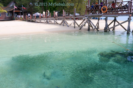 swarm of anchovy fishes under the jetty