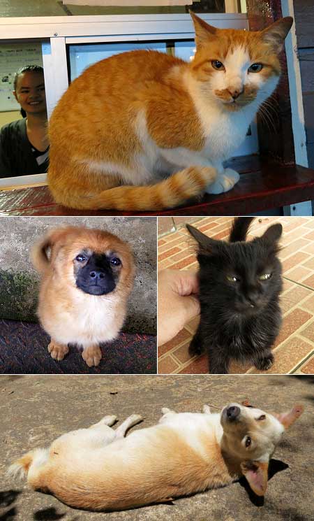 dogs and cats of Kundasang