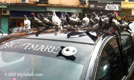 pigeons on the car
