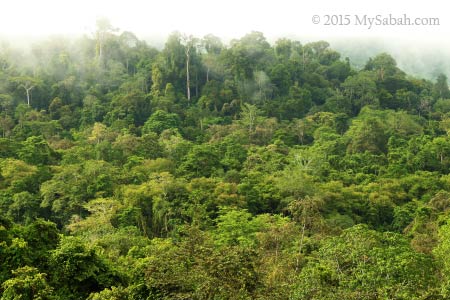 forest of Deramakot