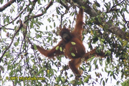 orangutan on the tree