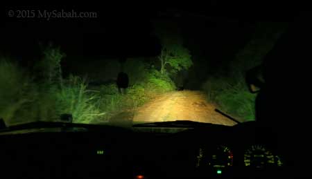 night safari on 4WD