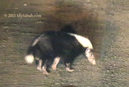 Malay badger