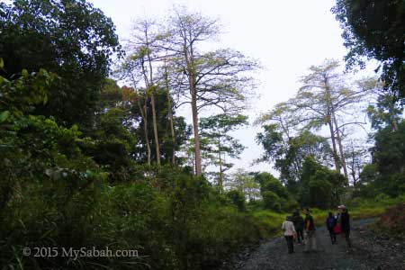 morning walk in Deramakot forest