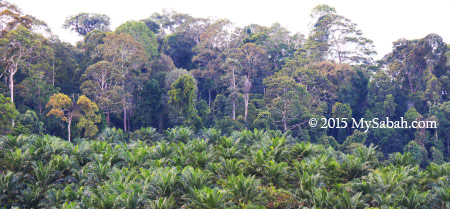 rainforest and oil palm