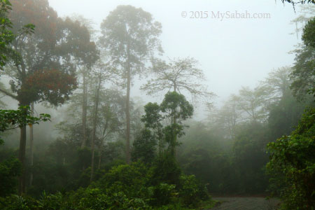 misty forest of Deramakot